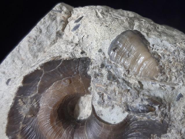 Euomphalopterus alatus (WAHLENBERG 1818) - Bild © FossNet FossilienStore